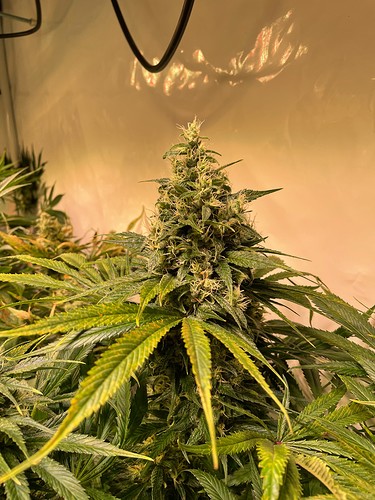 Growreport Bild 2
