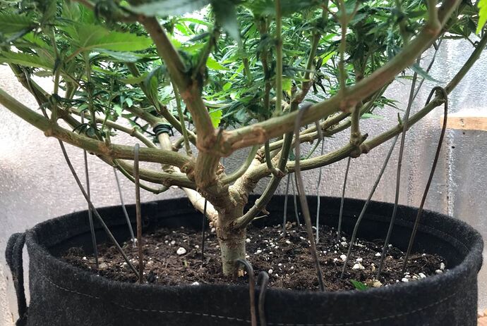 trainwreck_ausgemistet