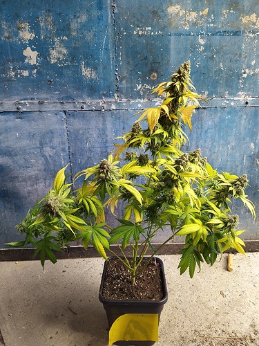 Growreport Bild 15