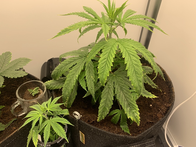 Growreport Bild 2