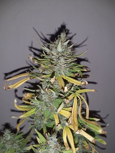 Growreport Bild 9