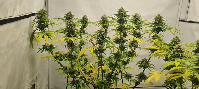 Growreport Bild 4
