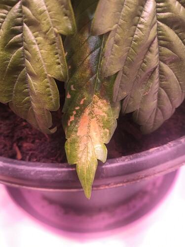 Growreport Bild 4