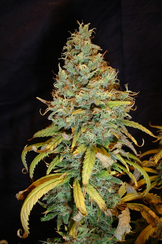 Growreport Bild 35