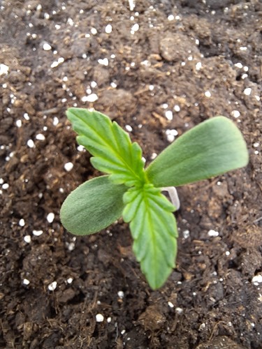 Growreport Bild 8