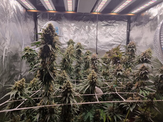 Growreport Bild 27