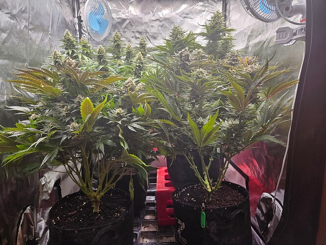 Growreport Bild 51