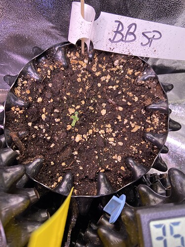 Growreport Bild 27