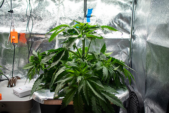 Growreport Bild 11