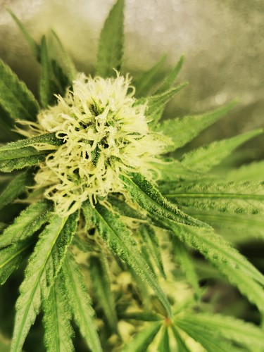 Growreport Bild 4