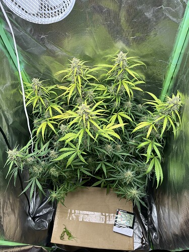 Growreport Bild 9