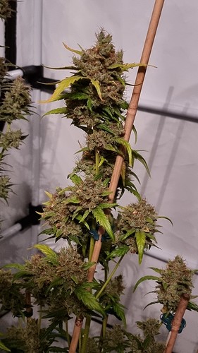 Growreport Bild 9