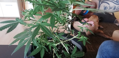 Growreport Bild 29