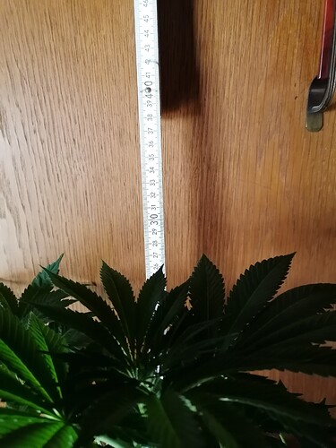 Growreport Bild 22