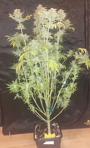 Growreport Bild 1