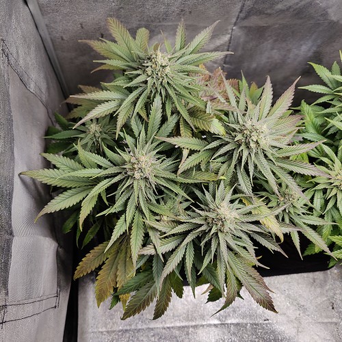 Growreport Bild 12