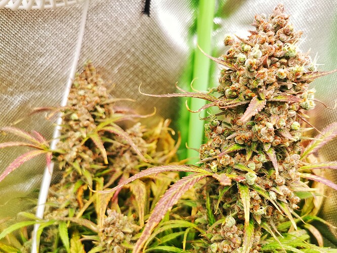 Growreport Bild 2