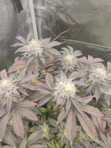 Growreport Bild 15