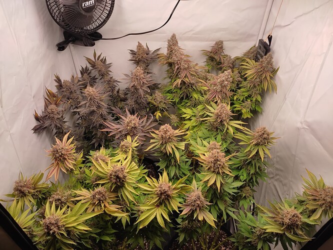 Growreport Bild 1