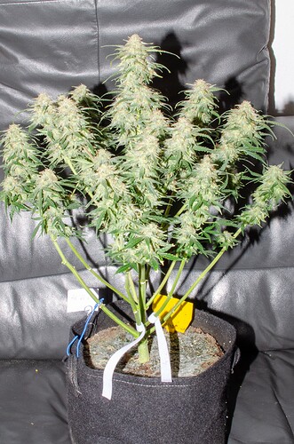 Growreport Bild 7
