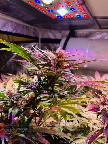 Growreport Bild 2