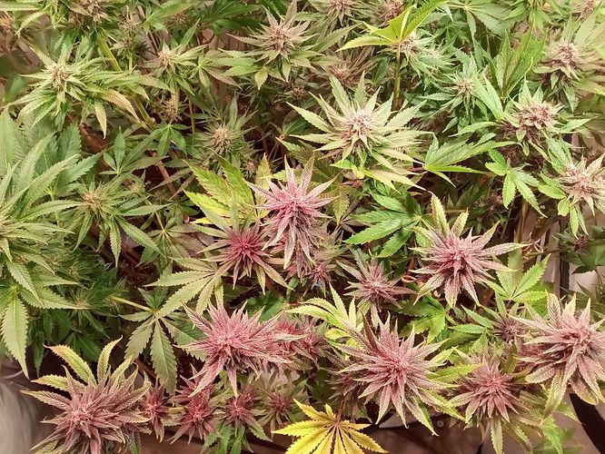 Growreport Bild 11