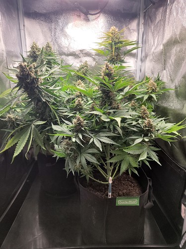 Growreport Bild 10