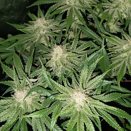 Growreport Bild 7
