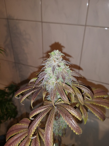 Growreport Bild 6