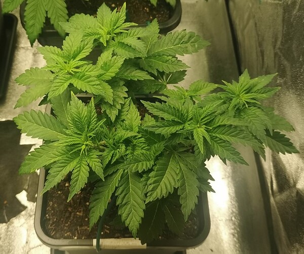 Growreport Bild 6