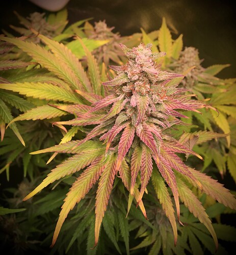 Growreport Bild 13