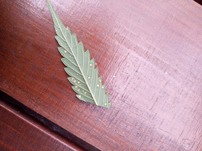 IMG_20210624_194228_7