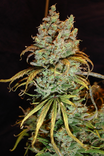 Growreport Bild 44