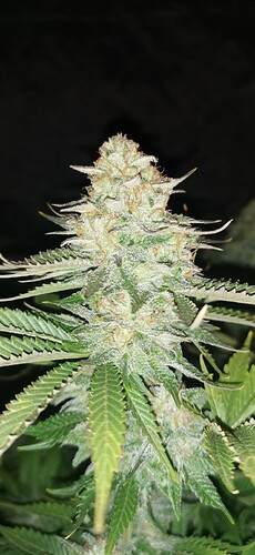 Growreport Bild 34