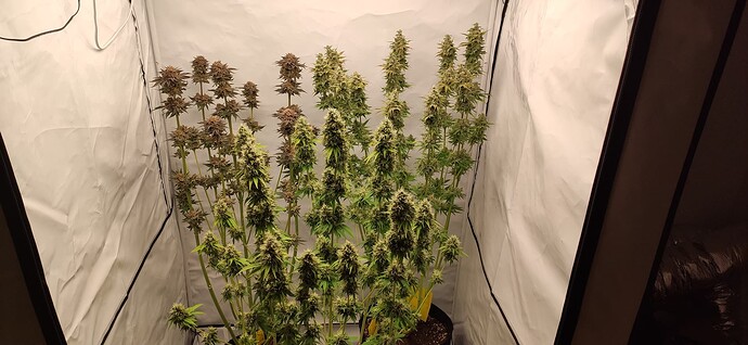 Growreport Bild 6