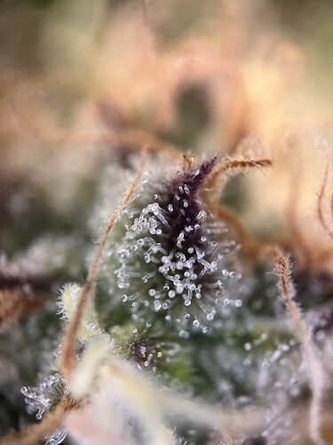 Growreport Bild 7