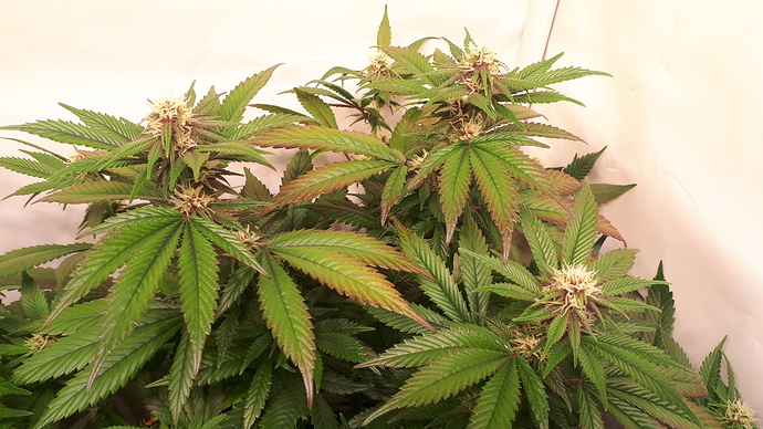 Growreport Bild 6