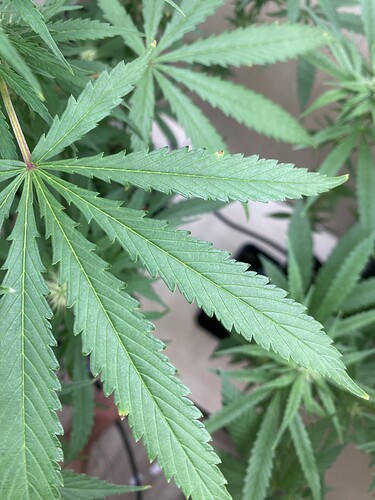 Growreport Bild 8