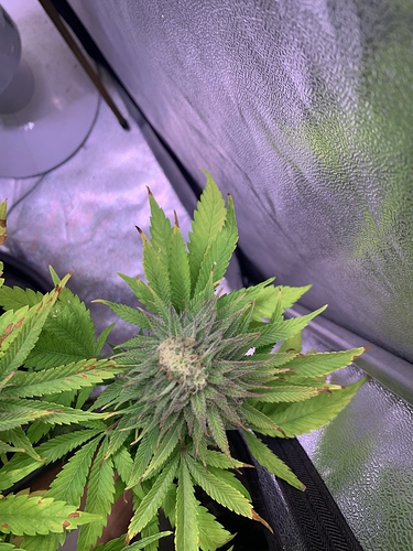 Growreport Bild 28