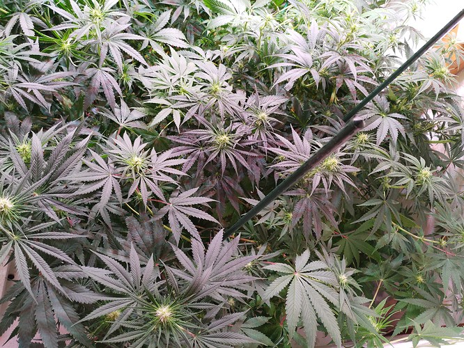 Growreport Bild 15