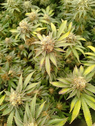 Growreport Bild 9