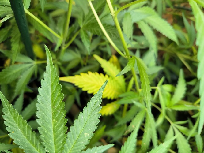 Growreport Bild 19