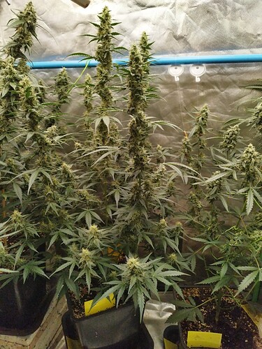 Growreport Bild 21