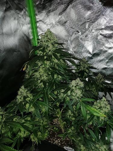 Growreport Bild 5
