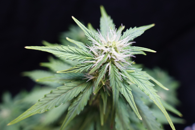Growreport Bild 20