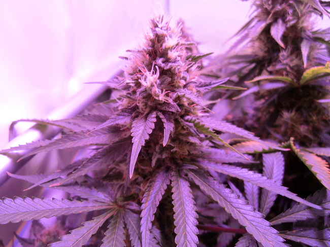 Growreport Bild 2