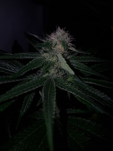 Growreport Bild 6