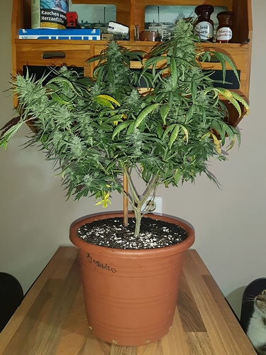 Growreport Bild 1