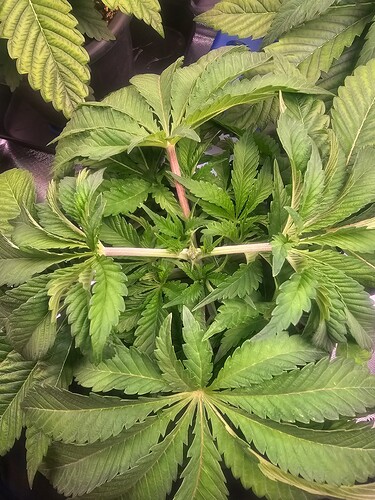 Growreport Bild 15