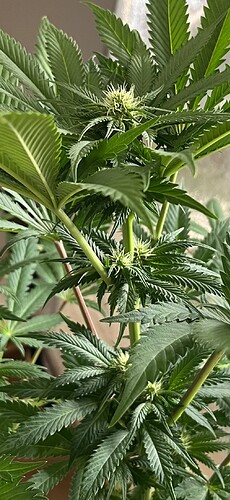 Growreport Bild 1